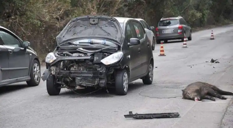 incidente stradale causato da cinghiale 