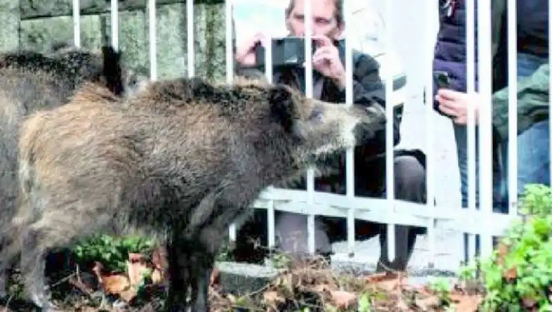 Peste suina a Roma