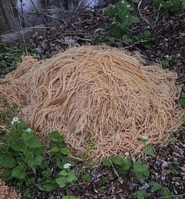 CENTINAIA DI CHILI DI PASTA COTTA ABBANDONATI NEL BOSCO