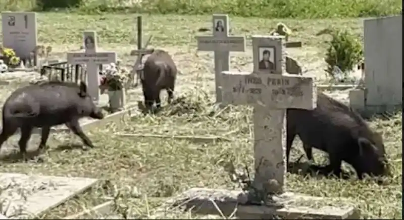 cinghiali al cimitero di prima porta