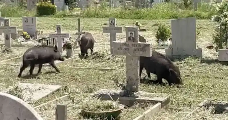 cinghiali al cimitero di prima porta 9