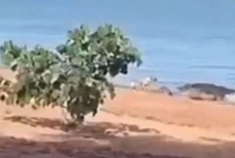 coccodrillo divora cane su una spiaggia in australia 4