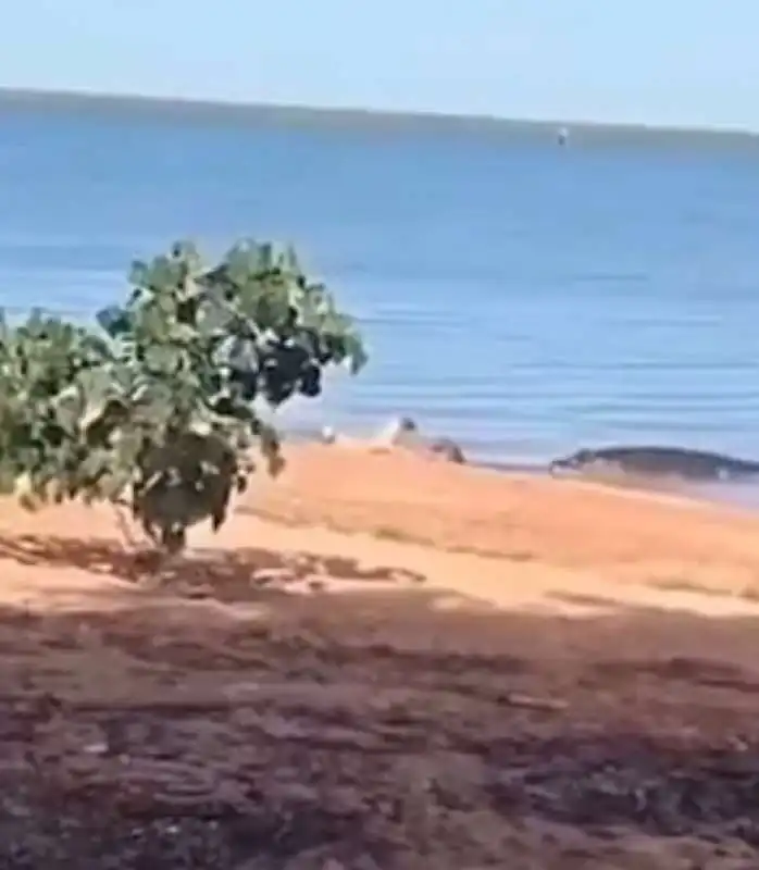 coccodrillo divora cane su una spiaggia in australia 6