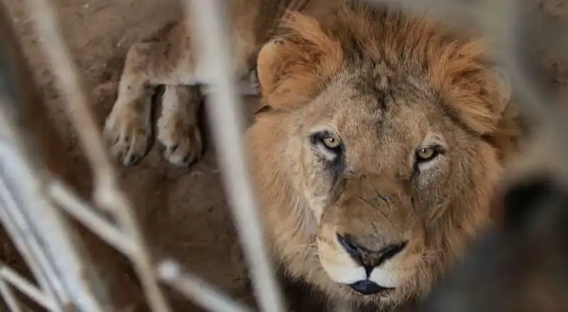 LEONE IN UNO ZOO DI GAZA 