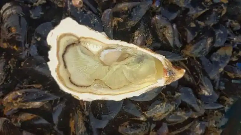 ostrica verde del golfo dei poeti. 1