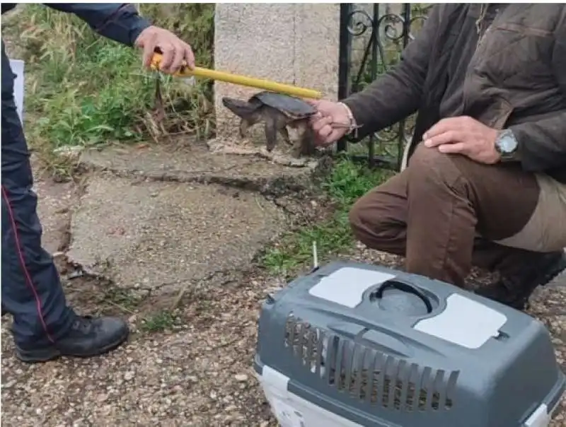 tartaruga azzannatrice trovata a capena 1