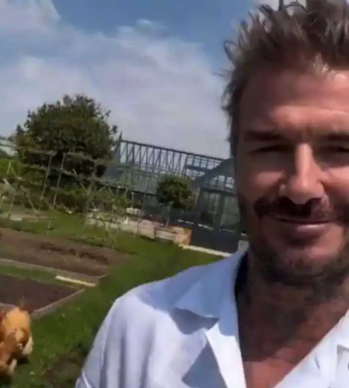 beckham galline