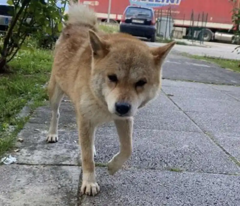 cane sale su un bus e scappa   1