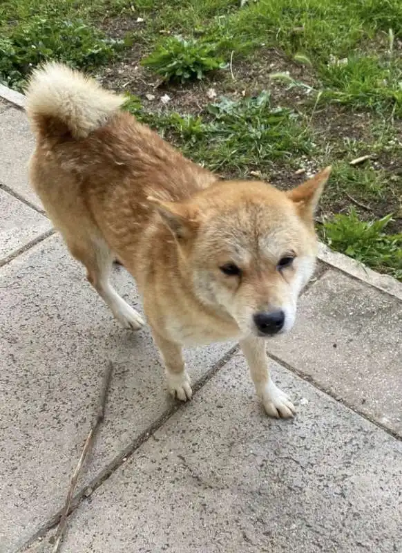 cane sale su un bus e scappa   2