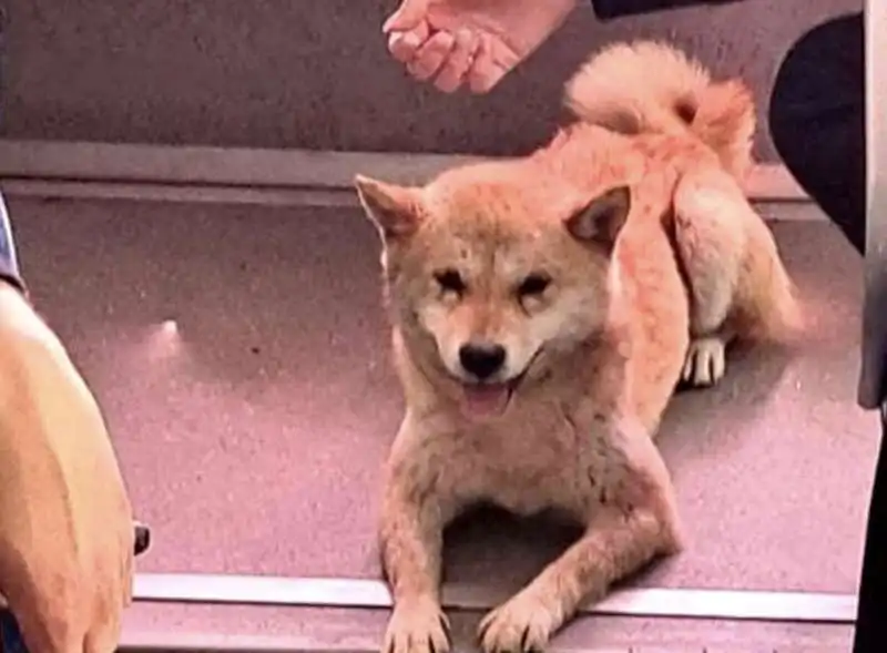 cane sale su un bus e scappa   3