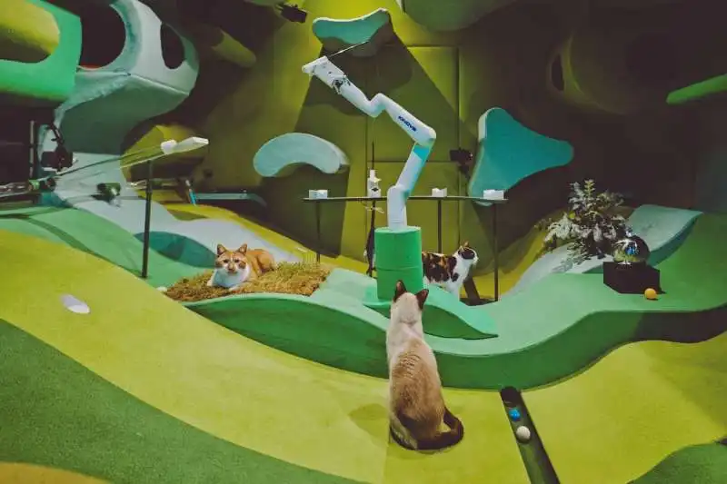 cat royale   il robot per gatti  3