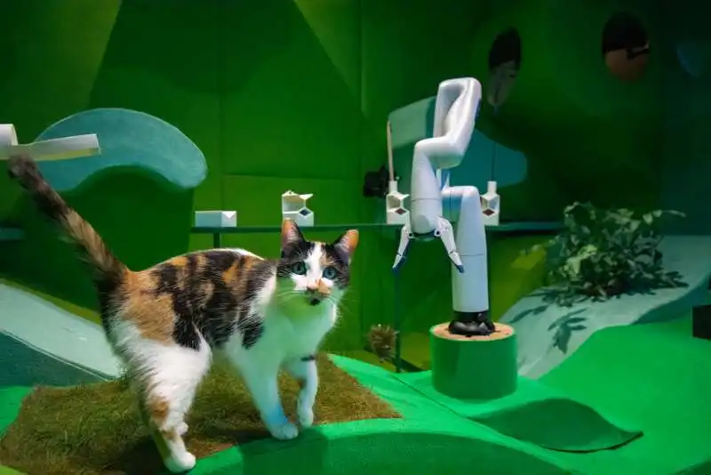 cat royale   il robot per gatti  4