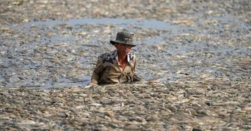 PESCI MORTI IN VIETNAM A CAUSA DI ONDATA DI CALORE. 