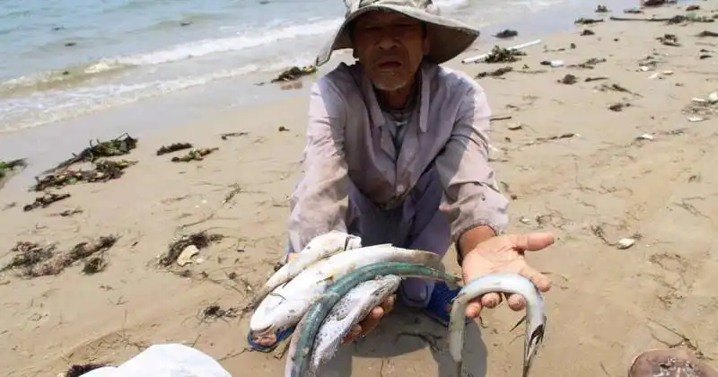 PESCI MORTI IN VIETNAM A CAUSA DI ONDATA DI CALORE. 