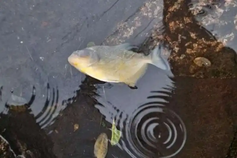 piranha per le strade di porto alegre  