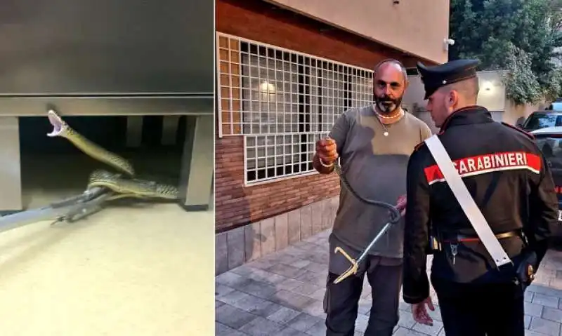 serpente in una clinica di roma   1