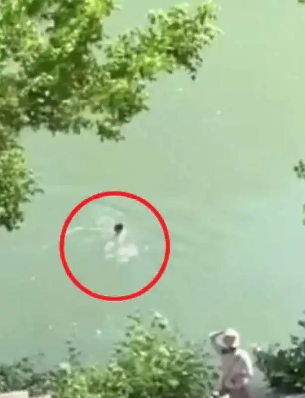 turista fa il bagno nel tevere 