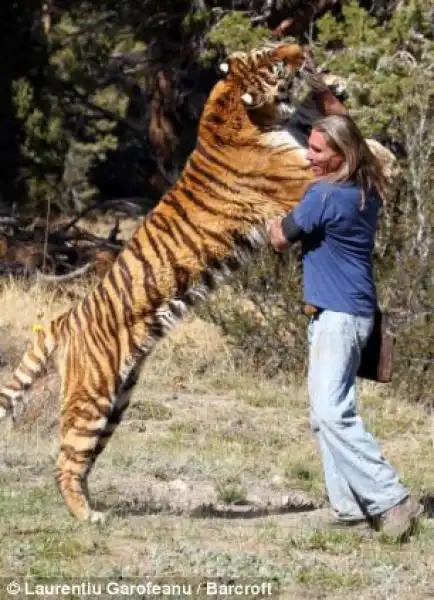 ADDESTRATORE RANDY MILLER CON LA SUA TIGRE EDEN 