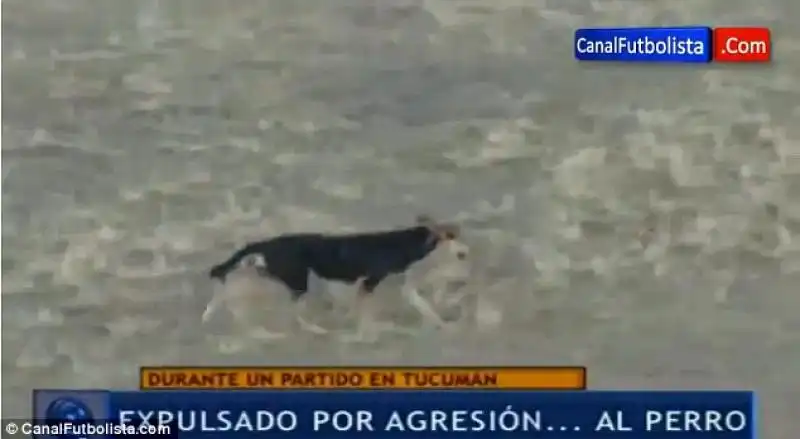 CANE MALTRATTATO DA CALCIATORE ARGENTINO 