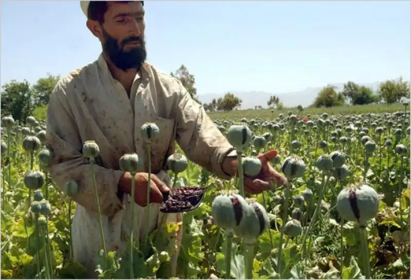 LA COLTIVAZIONE DELLOPPIO IN AFGHANISTAN 