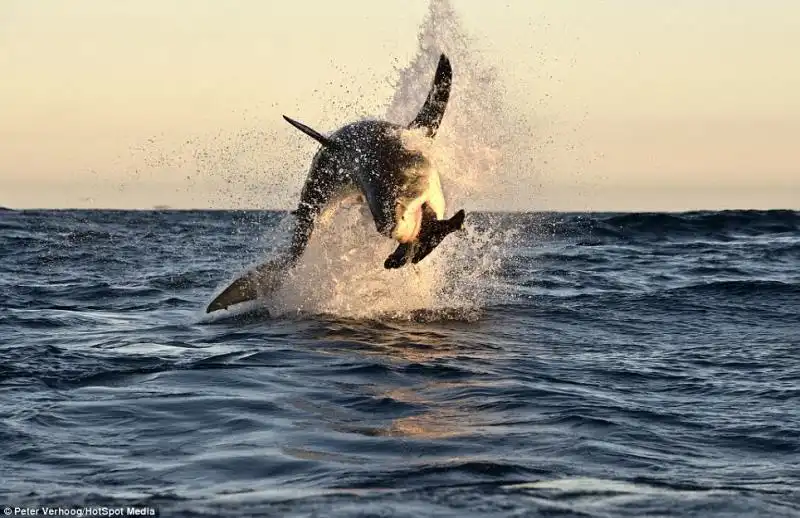 SQUALO BIANCO CACCIA UNA FOCA NEI MARI DEL SUDAFRICA 