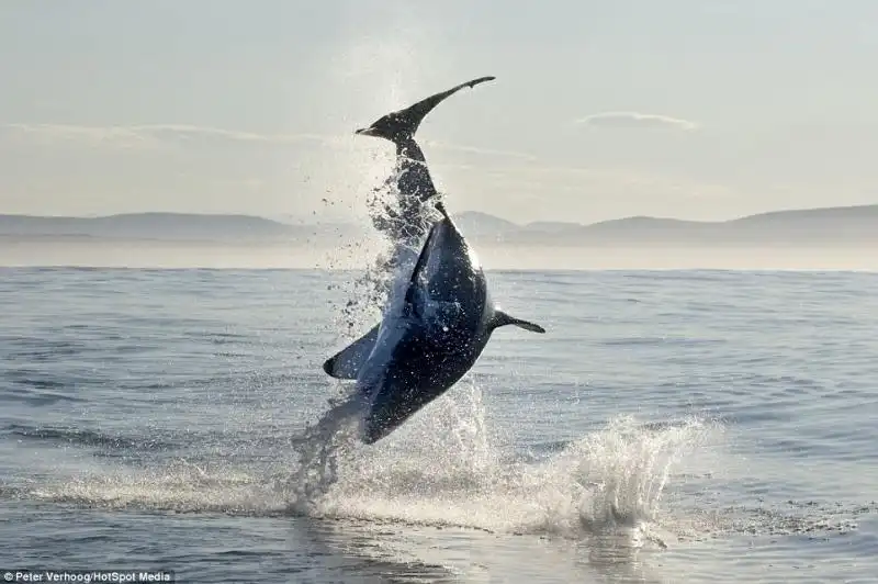 SQUALO BIANCO CACCIA UNA FOCA NEI MARI DEL SUDAFRICA 