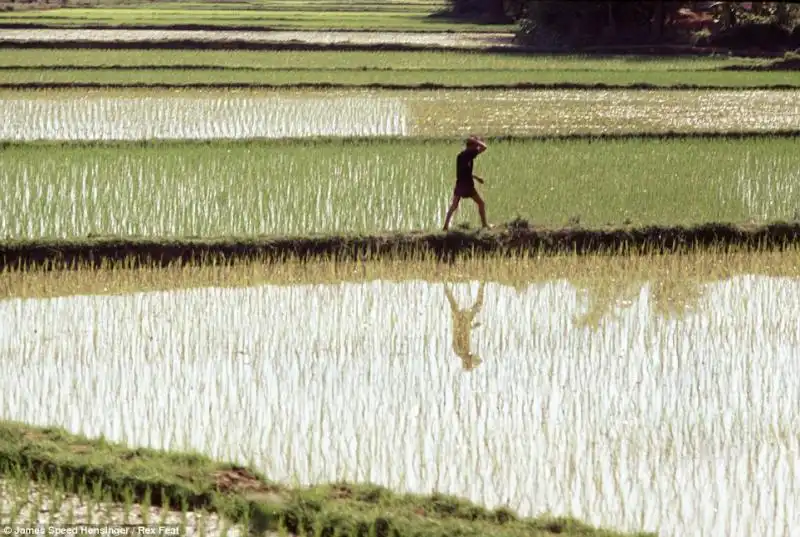 UOMO IN UN CAMPO DI RISO A PHU TAI IN VIETNAM 