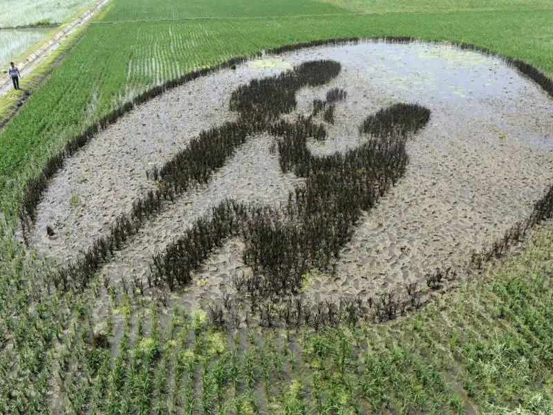 murale di riso a shenyang