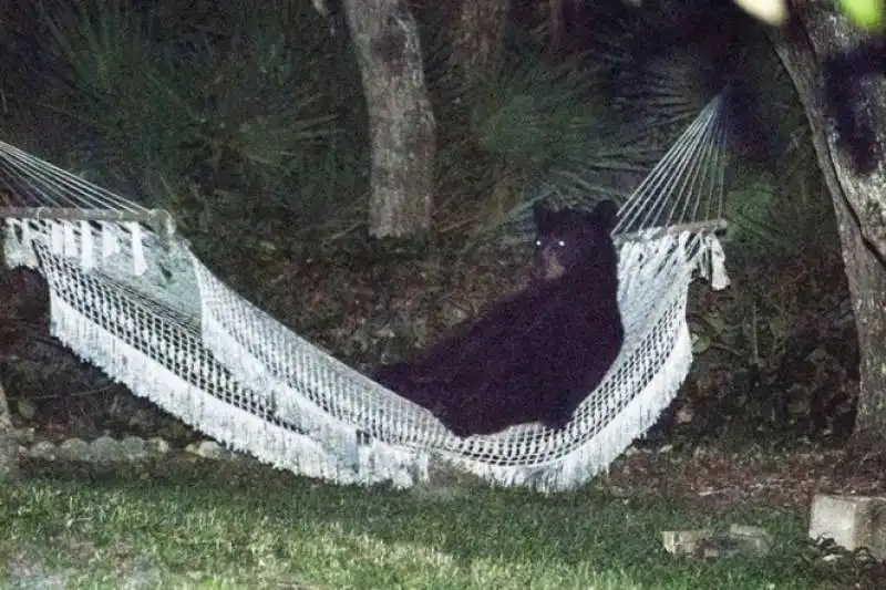 orso su amaca in florida