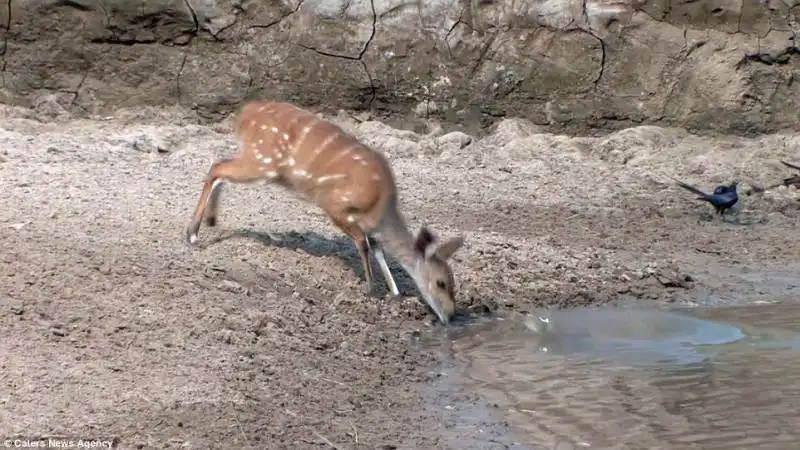 antilope