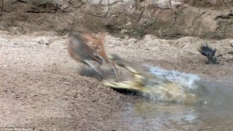 antilope e coccodrillo