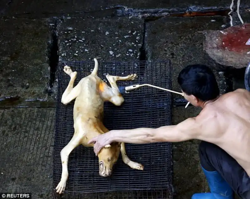 cane alla griglia in cina