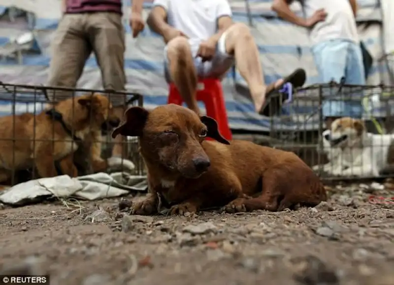 cani ammalati nei trasferimenti in cina