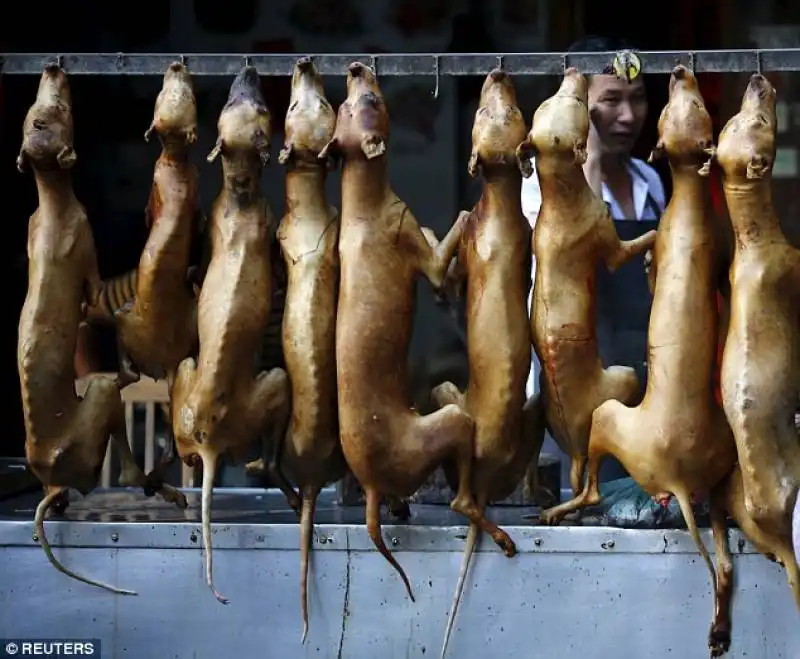 cani cucinati a yulin