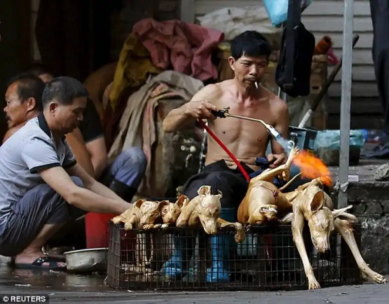 cani grigliati a yulin