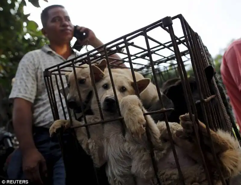 cani in gabbia verso yulin