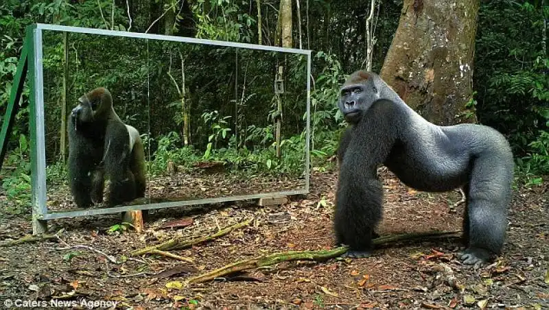 gorilla in gabon