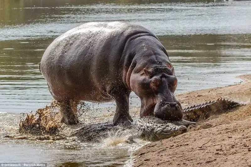 ippopotamo vs coccodrillo 2