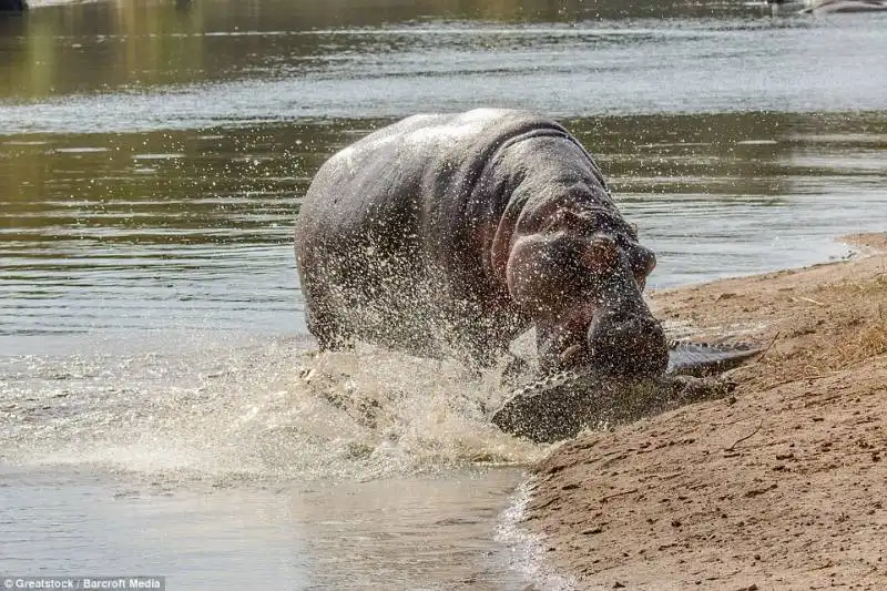 ippopotamo vs coccodrillo 3