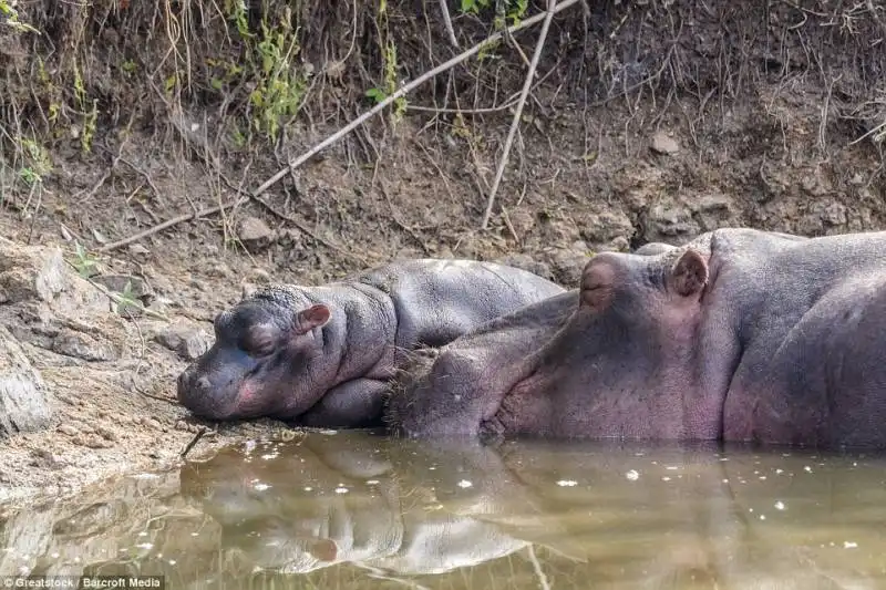 ippopotamo vs coccodrillo 4