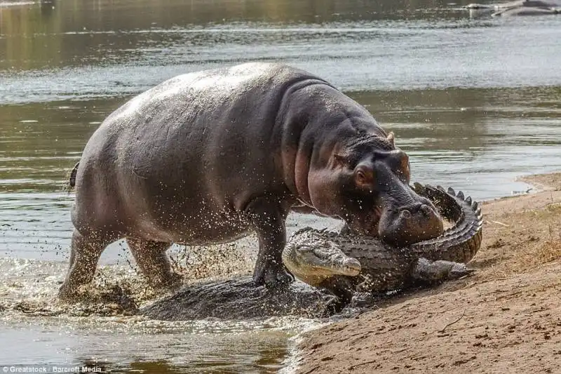 ippopotamo vs coccodrillo