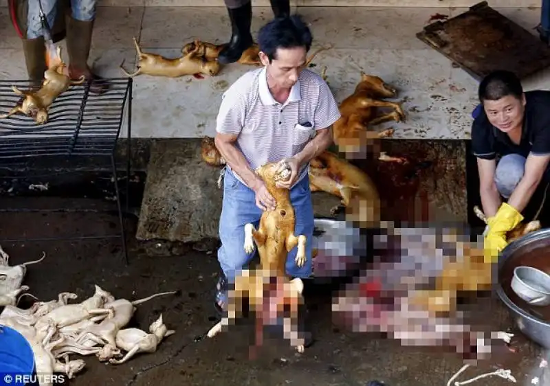 la mattanza dei cani a yulin