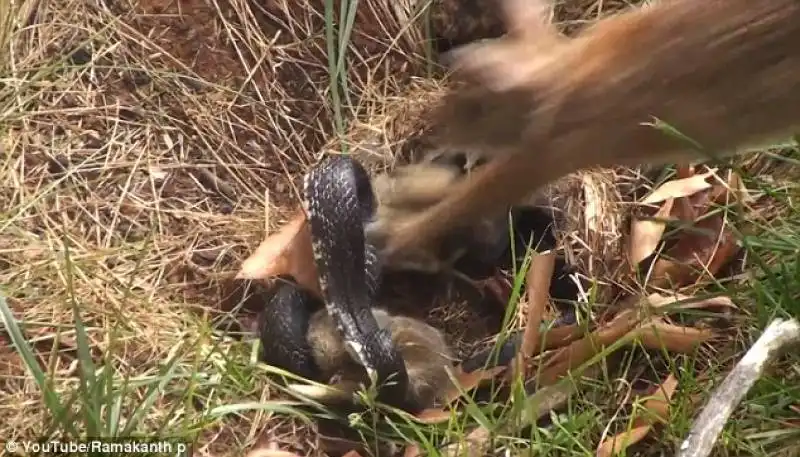 mamma coniglio vs serpente 2