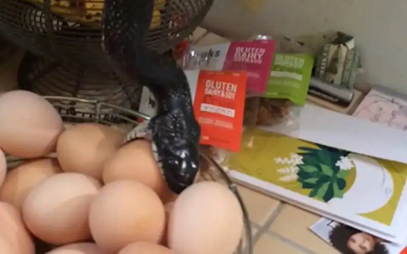 serpente in cucina