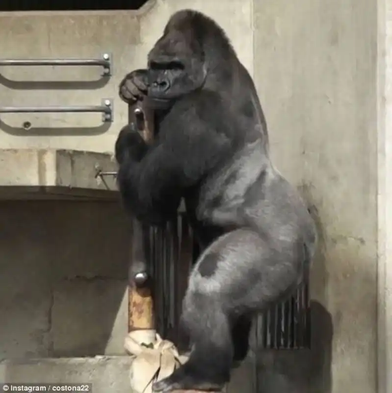 shabani1