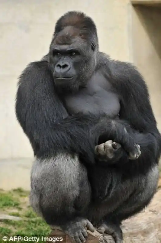 shabani17