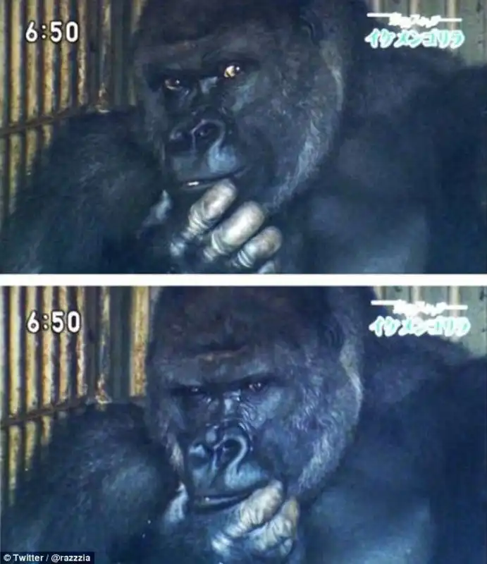 shabani4