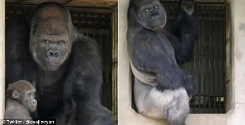 shabani7