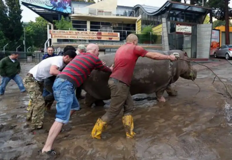 tbilisi zoo ippopotamo 5