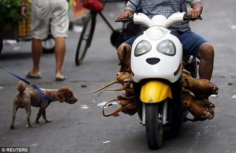 venditore di cani in motorino